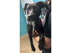 Adopt Kacy a Labrador Retriever, Mixed Breed