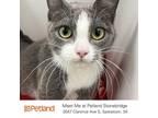 Adopt Abby a Domestic Short Hair