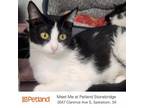 Adopt Ivy a Domestic Short Hair