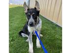 Adopt Buffy a Australian Cattle Dog / Blue Heeler