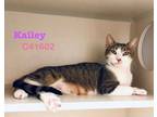 Adopt Kailey a Domestic Short Hair