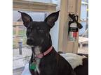 Adopt Lily 2 a Dachshund