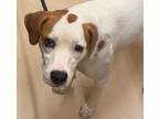 Adopt ZOE a Foxhound