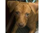 Adopt Gingersnap a Dachshund