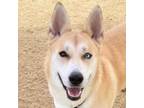 Adopt Lina a Labrador Retriever