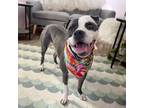 Adopt Starlight a Pit Bull Terrier
