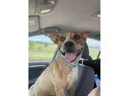 Adopt Olivia a Australian Cattle Dog / Blue Heeler