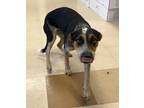Adopt Mj a Australian Cattle Dog / Blue Heeler