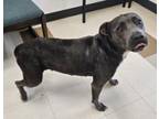 Adopt Raeann a Pit Bull Terrier