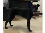 Adopt Cami a Pit Bull Terrier, Labrador Retriever