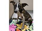 Adopt Cruz 3 a Australian Cattle Dog / Blue Heeler, Mastiff