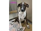 Adopt Cruz 1 a Australian Cattle Dog / Blue Heeler, Mastiff