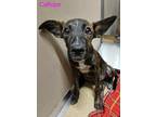 Adopt Cruz 4 a Australian Cattle Dog / Blue Heeler, Mastiff