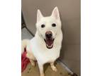 Adopt Stormy a Husky