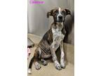 Adopt Cruz 2 a Australian Cattle Dog / Blue Heeler, Mastiff
