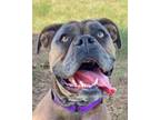 Adopt Snazzy a Mixed Breed