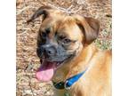 Adopt Simone a Pug