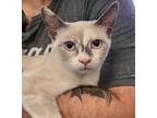 Adopt Lulu a Domestic Short Hair, Snowshoe