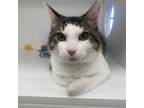 Adopt Cynthia a Domestic Medium Hair