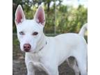 Adopt Persephone a Shepherd, Mixed Breed