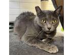 Adopt Nina a Domestic Short Hair