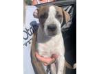 Adopt Rhaenyra (MM) a Mixed Breed
