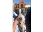 Adopt Alicent (MM) a Mixed Breed