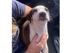 Adopt Arya (MM) a Mixed Breed