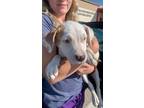 Adopt Daenerys (MM) a Mixed Breed