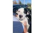 Adopt Helaena (MM) a Mixed Breed
