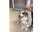 Adopt 56540388 a Collie, Mixed Breed
