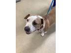 Adopt Zoey a Basset Hound, American Staffordshire Terrier