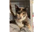 Adopt KitKat a American Shorthair, Calico