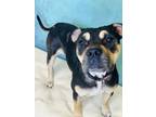 Adopt Purdy a American Staffordshire Terrier, Mixed Breed