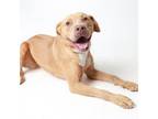 Adopt Penny a Terrier