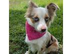 Adopt Mila a Australian Shepherd