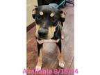 Adopt Dog Kennel #36 a Rottweiler, Mixed Breed