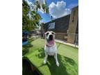 Adopt Bella a American Staffordshire Terrier