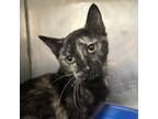 Adopt Poppy a Domestic Short Hair