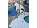 Adopt Tootie a Domestic Short Hair