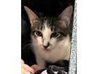 Adopt Polka Dot a Domestic Short Hair