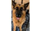Adopt Willow a German Shepherd Dog, Mixed Breed