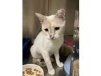 Adopt Snow a Domestic Short Hair
