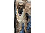 Adopt Maple a German Shepherd Dog, Mixed Breed