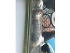 Adopt Calico a Domestic Short Hair