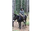 Amazing Gaited John Mule