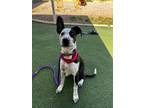 Adopt Ziggy a Border Collie, Mixed Breed