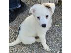 Adopt Betty a Australian Shepherd