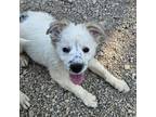 Adopt Sophia a Australian Shepherd