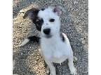 Adopt Dorothy a Australian Shepherd